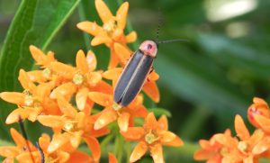 A photograph of a firefly sitting atop orange flowers. 