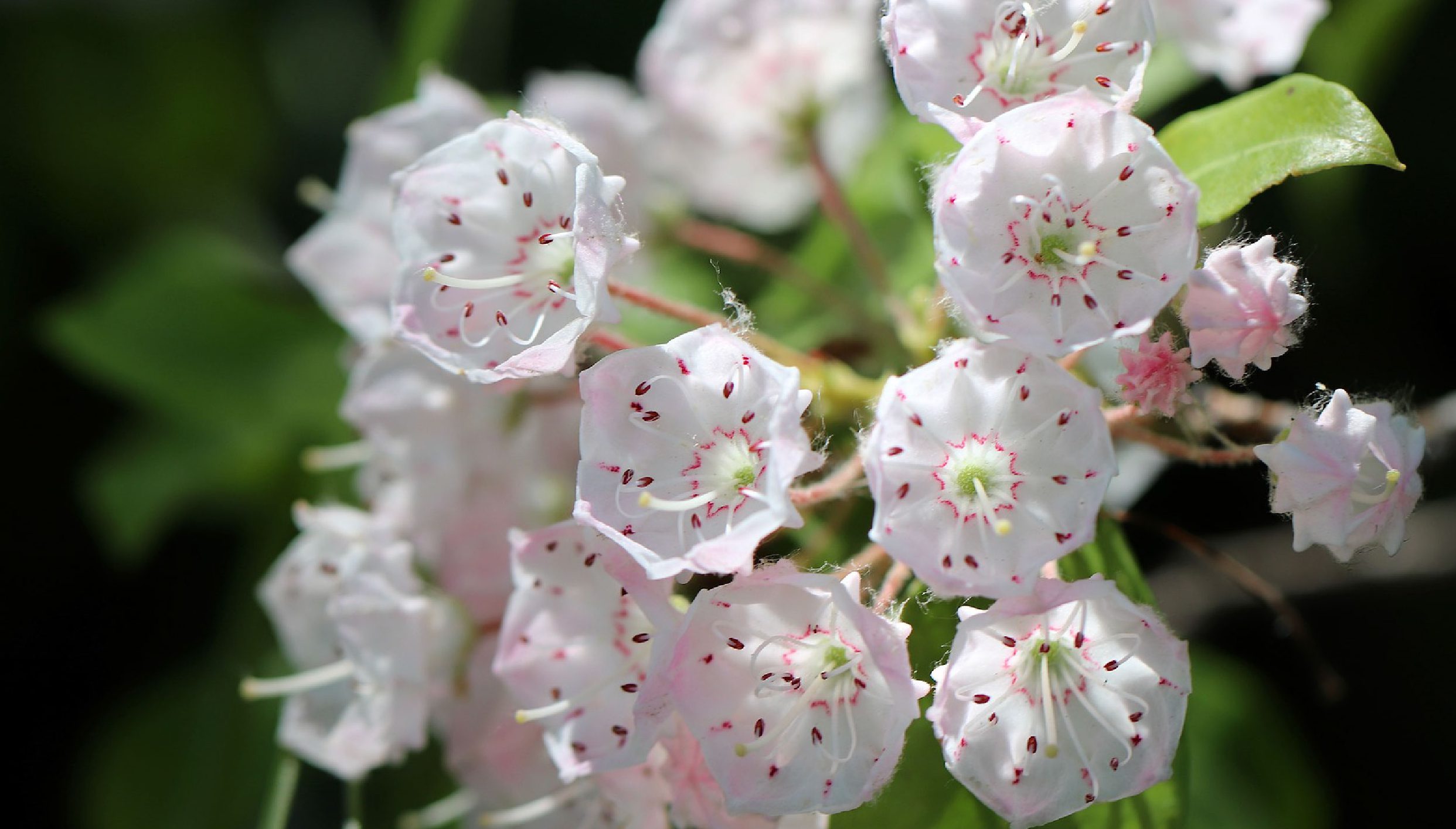 An up close photograph of the Mountain Laurel - a white, pink flower.