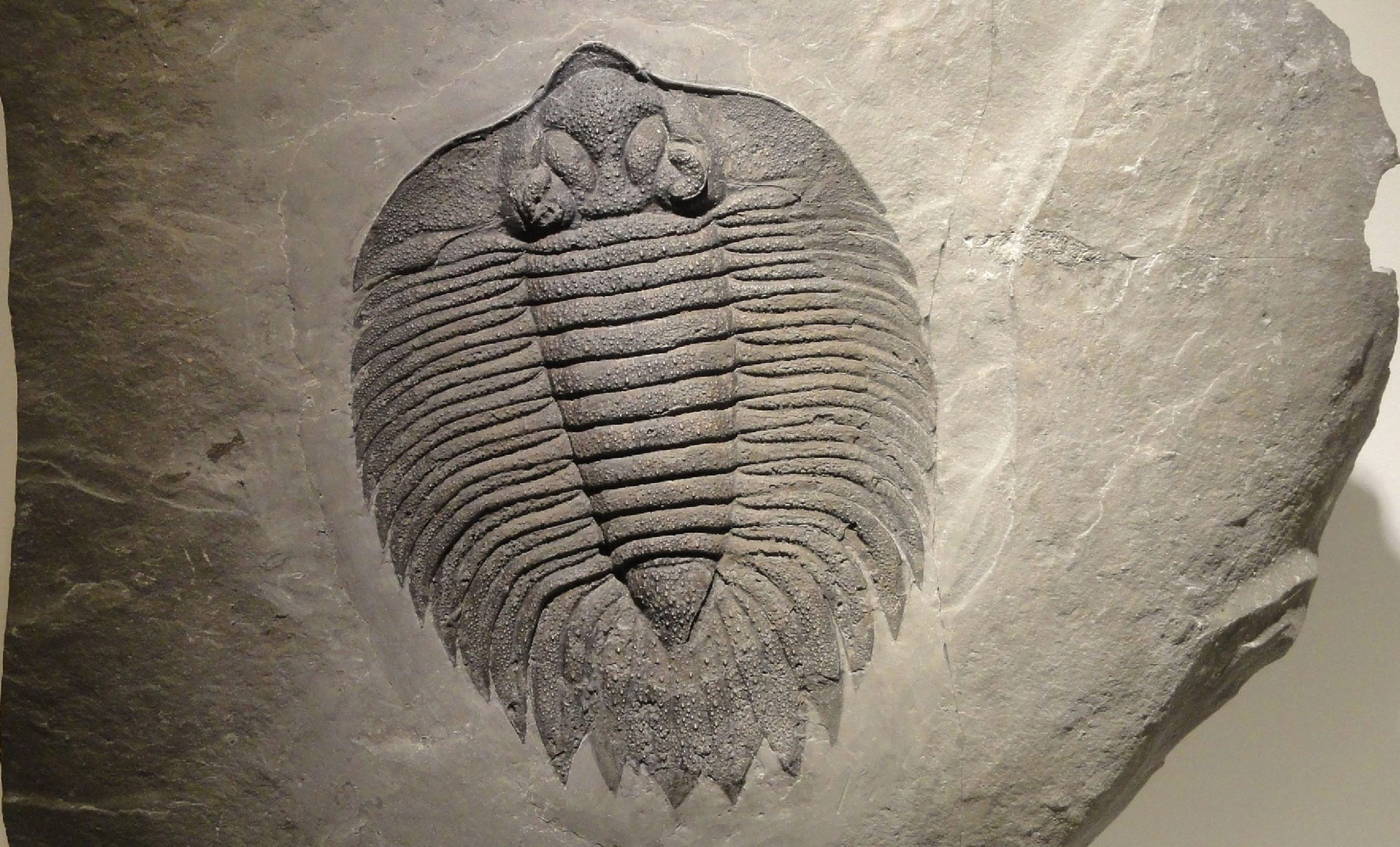 A photograph of a fossil in a stone.