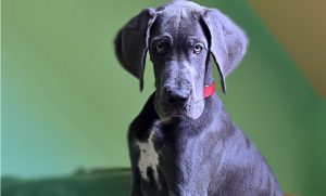 A photograph of a gray great dane puppy. 