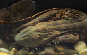A photograph of a large salamander looking amphibian underwater. 