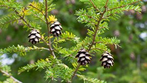 A photograph of the Eastern Hemlock, showing small pine cones. 